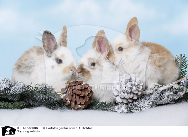 3 young rabbits / RR-78086