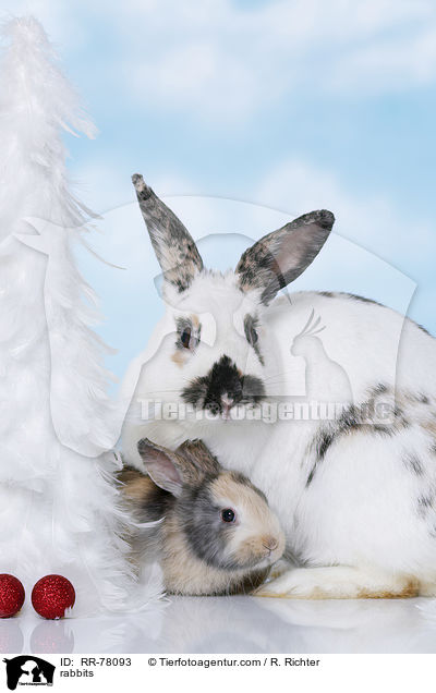 Kaninchen / rabbits / RR-78093