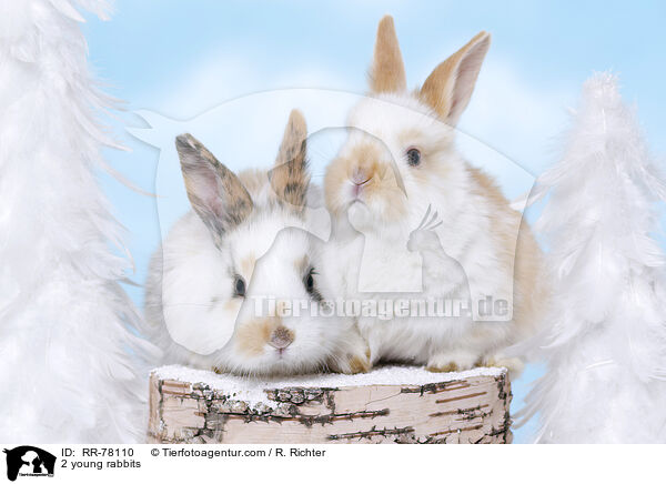 2 young rabbits / RR-78110