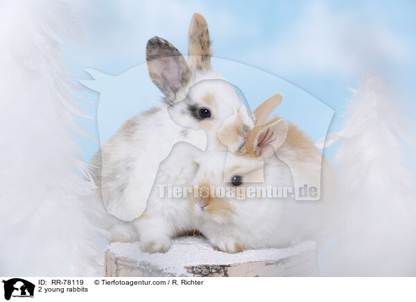 2 young rabbits / RR-78119