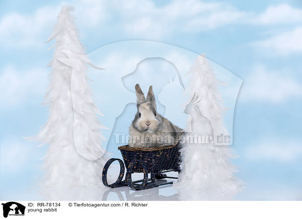 junges Kaninchen / young rabbit / RR-78134