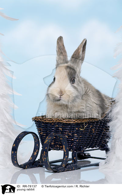 junges Kaninchen / young rabbit / RR-78137