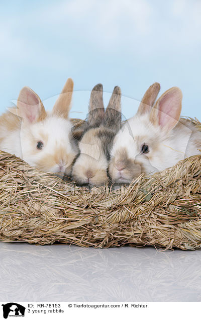 3 junge Kaninchen / 3 young rabbits / RR-78153