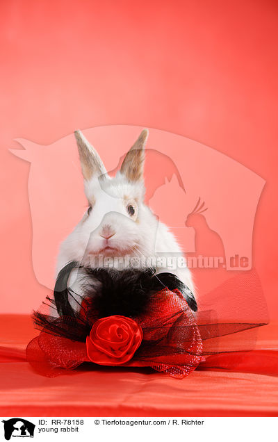 junges Kaninchen / young rabbit / RR-78158