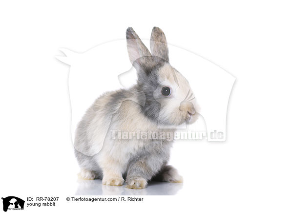 junges Kaninchen / young rabbit / RR-78207