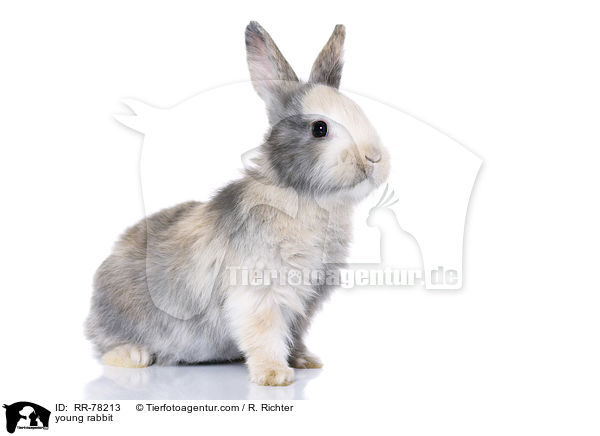 junges Kaninchen / young rabbit / RR-78213
