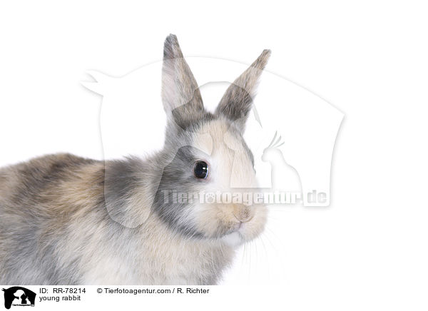 junges Kaninchen / young rabbit / RR-78214