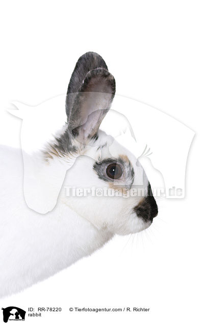 Kaninchen / rabbit / RR-78220