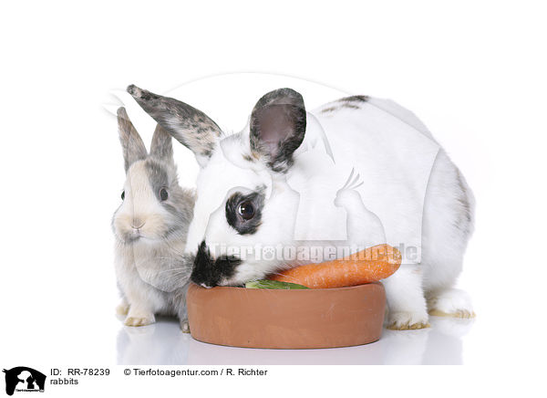Kaninchen / rabbits / RR-78239
