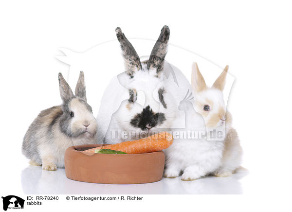 Kaninchen / rabbits / RR-78240