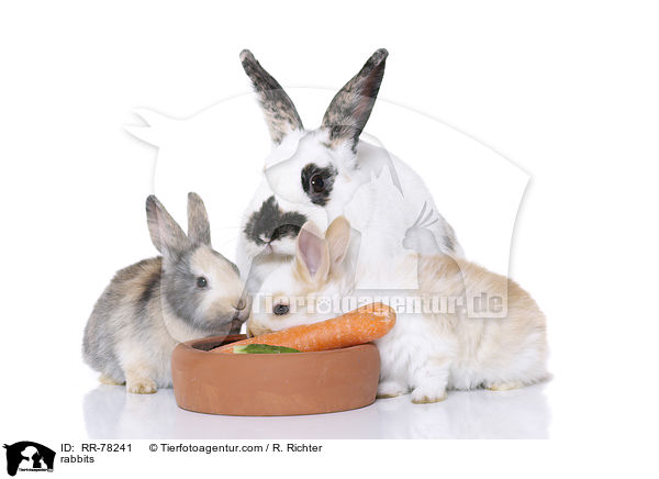 Kaninchen / rabbits / RR-78241
