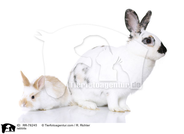 Kaninchen / rabbits / RR-78245