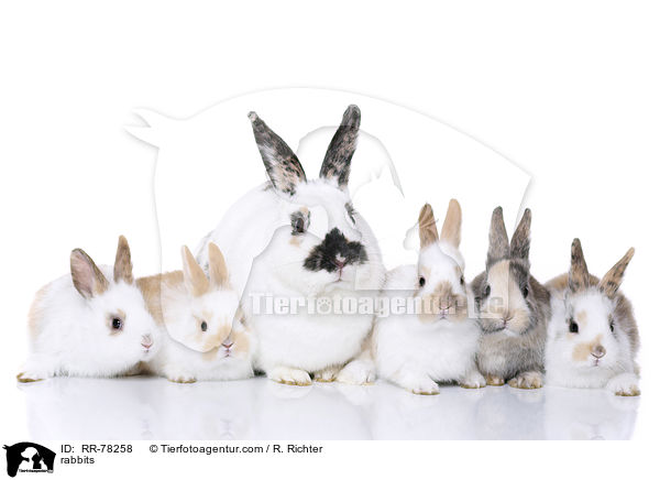 Kaninchen / rabbits / RR-78258