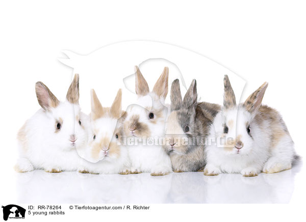5 junge Kaninchen / 5 young rabbits / RR-78264