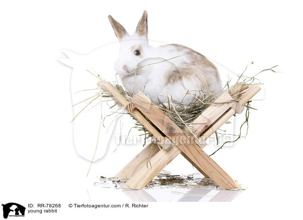 young rabbit / RR-78268