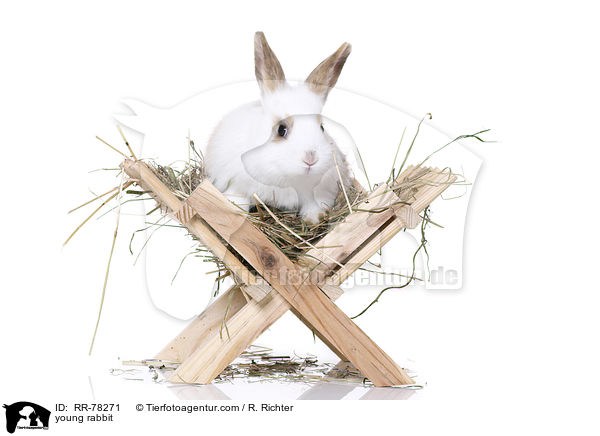 junges Kaninchen / young rabbit / RR-78271