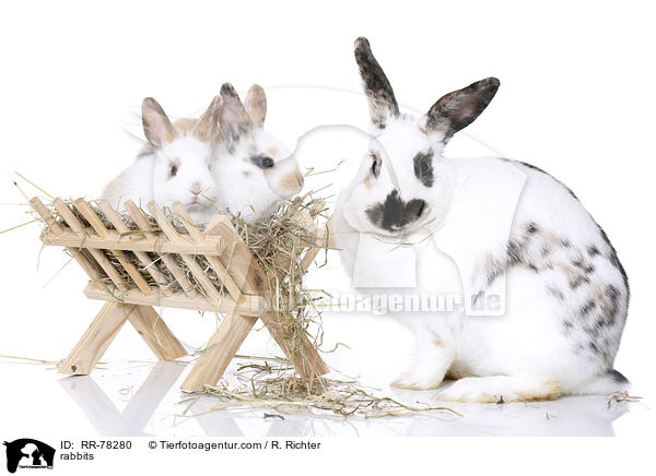 Kaninchen / rabbits / RR-78280