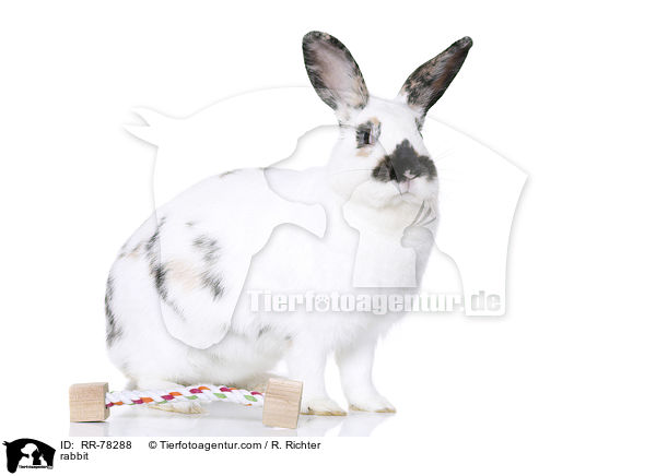 Kaninchen / rabbit / RR-78288
