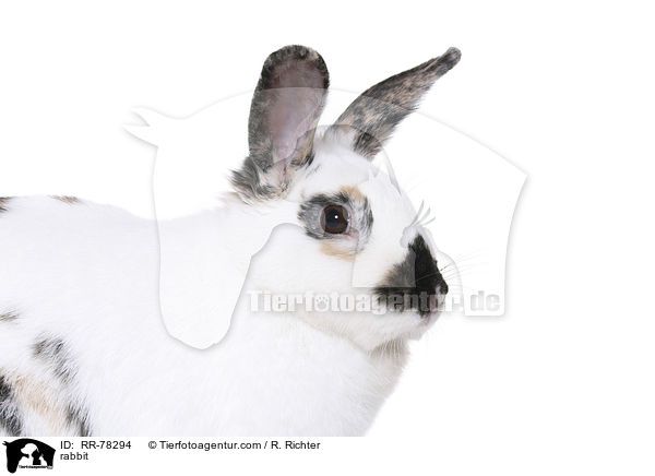 rabbit / RR-78294