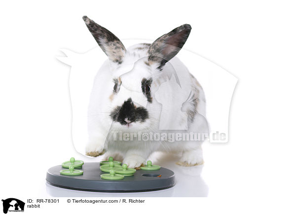 Kaninchen / rabbit / RR-78301