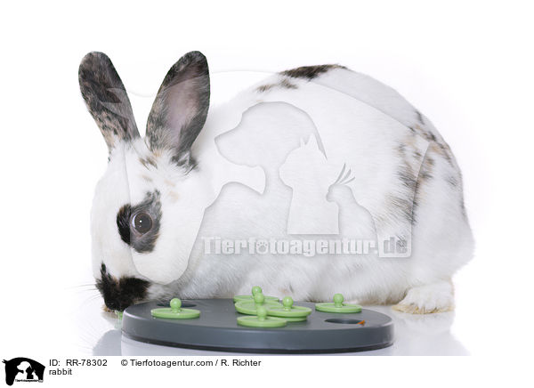 Kaninchen / rabbit / RR-78302