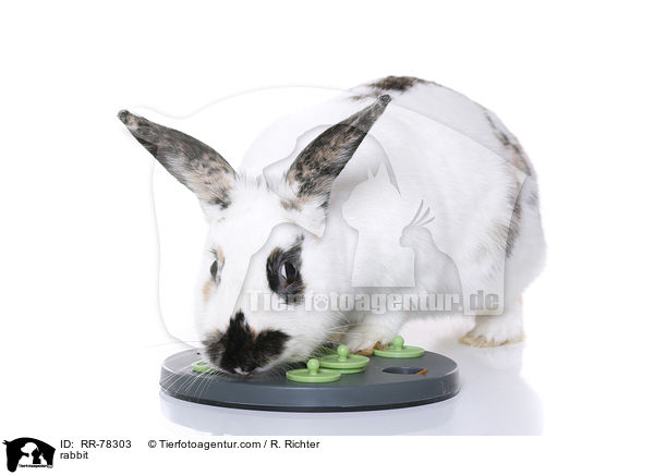Kaninchen / rabbit / RR-78303