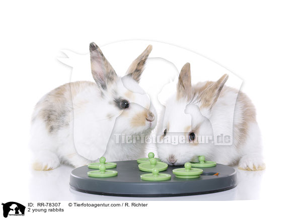 2 young rabbits / RR-78307
