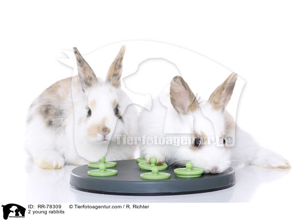 2 junge Kaninchen / 2 young rabbits / RR-78309