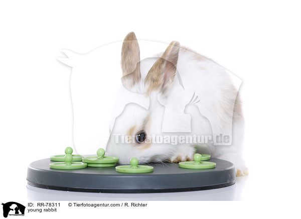 junges Kaninchen / young rabbit / RR-78311