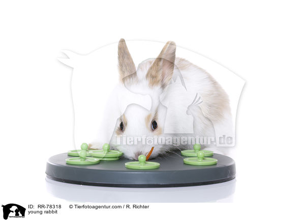 young rabbit / RR-78318