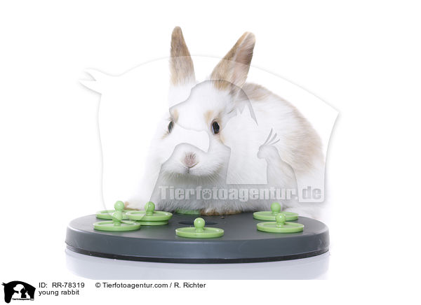 junges Kaninchen / young rabbit / RR-78319