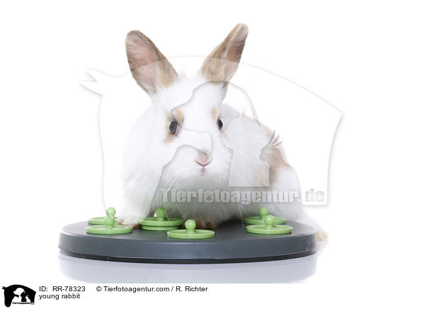 junges Kaninchen / young rabbit / RR-78323