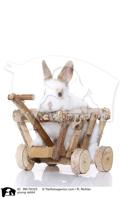 junges Kaninchen / young rabbit / RR-78325