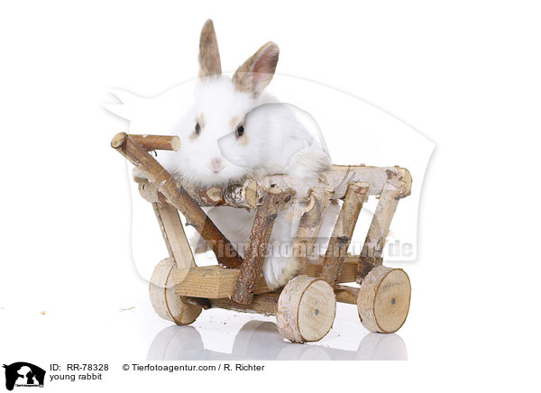 junges Kaninchen / young rabbit / RR-78328