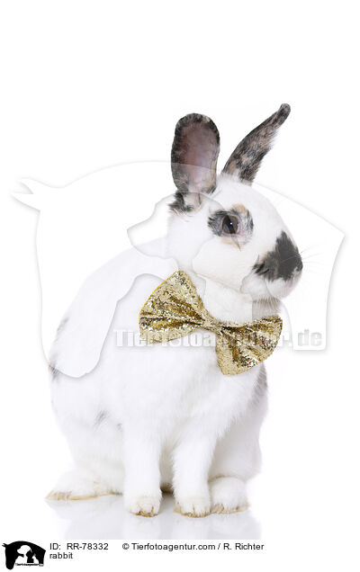 rabbit / RR-78332