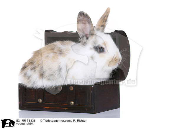 young rabbit / RR-78338