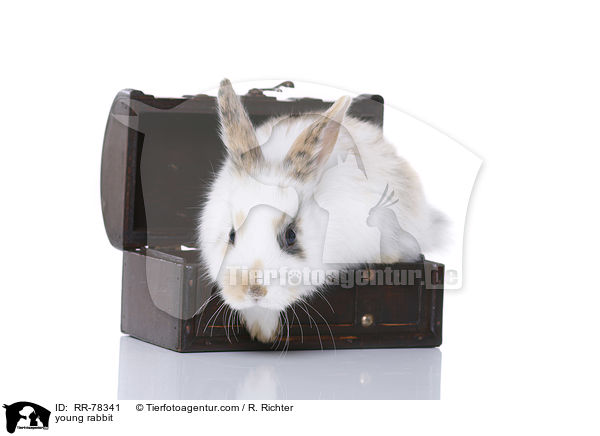 junges Kaninchen / young rabbit / RR-78341