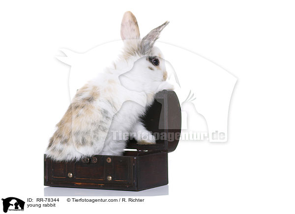 junges Kaninchen / young rabbit / RR-78344