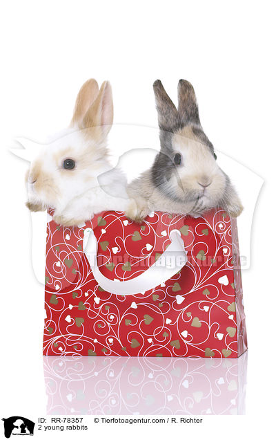 2 junge Kaninchen / 2 young rabbits / RR-78357