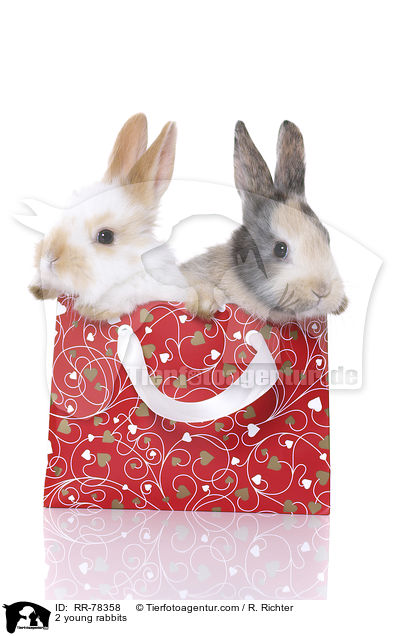 2 junge Kaninchen / 2 young rabbits / RR-78358
