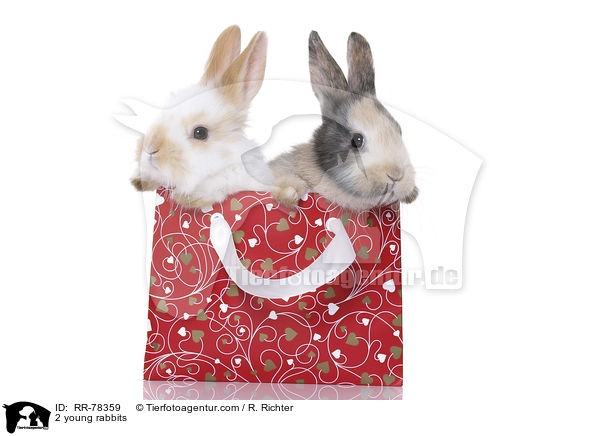 2 young rabbits / RR-78359