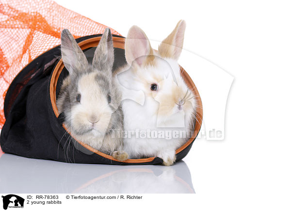 2 junge Kaninchen / 2 young rabbits / RR-78363