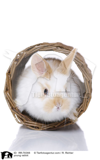 junges Kaninchen / young rabbit / RR-78366