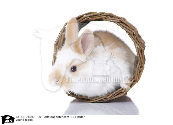 junges Kaninchen / young rabbit / RR-78367
