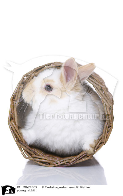 junges Kaninchen / young rabbit / RR-78369