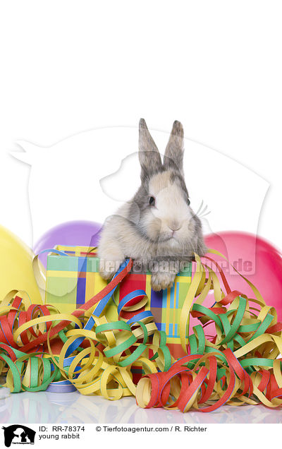 junges Kaninchen / young rabbit / RR-78374