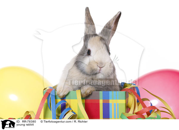 junges Kaninchen / young rabbit / RR-78380