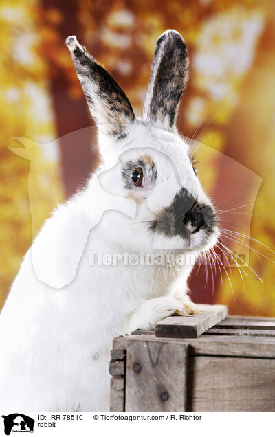 Kaninchen / rabbit / RR-78510