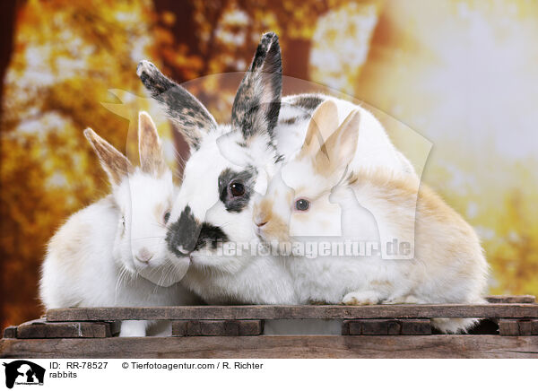 rabbits / RR-78527