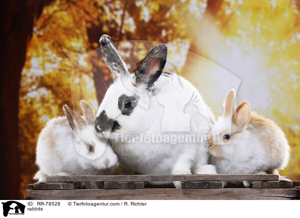 Kaninchen / rabbits / RR-78528
